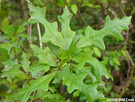 Overcup Oak (Quercus lyrata)