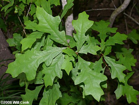 Quercus lyrata (Overcup oak)