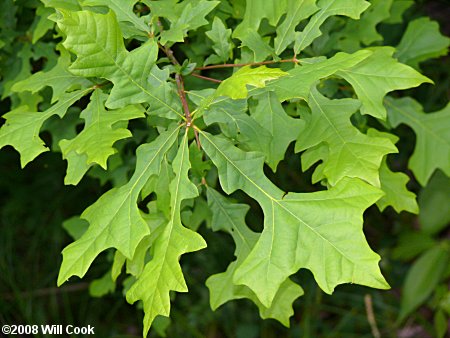 Overcup Oak (Quercus lyrata)