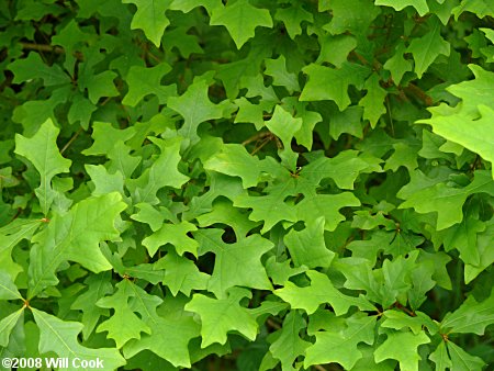 Overcup Oak (Quercus lyrata)