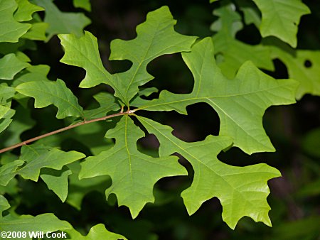 Overcup Oak (Quercus lyrata)