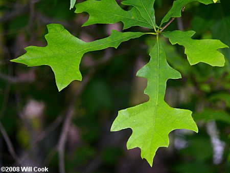 Overcup Oak (Quercus lyrata)