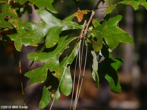 Sand Post Oak (Quercus margaretta) leaves