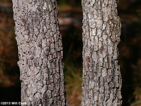 Sand Post Oak (Quercus margaretta) bark