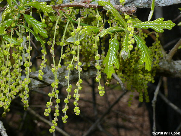 Sand Post Oak (Quercus margaretta) flowers