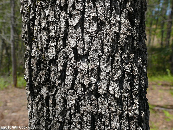 Sand Post Oak (Quercus margaretta) bark
