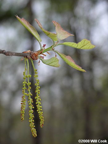 Blackjack Oak (Quercus marilandica) flowers