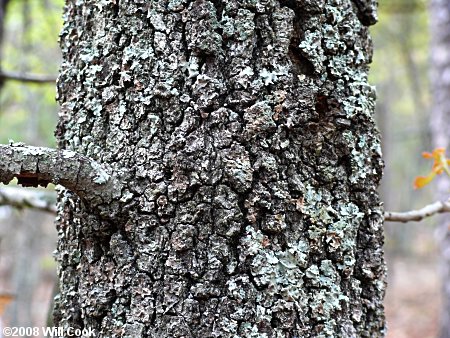 Blackjack Oak (Quercus marilandica) bark