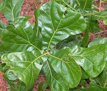 Blackjack Oak (Quercus marilandica)