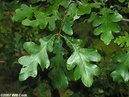 Sand Post Oak (Quercus margaretta)