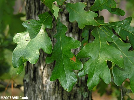 Sand Post Oak (Quercus margaretta)