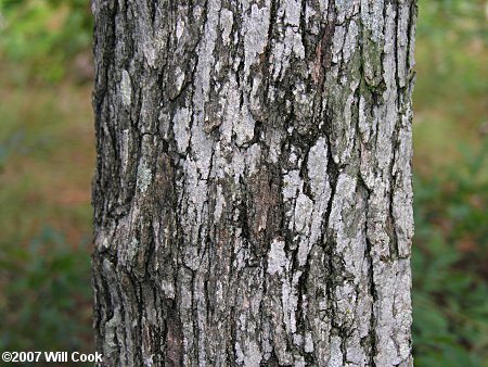 Sand Post Oak (Quercus margaretta) bark