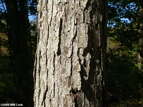 Swamp Chestnut Oak (Quercus michauxii) bark