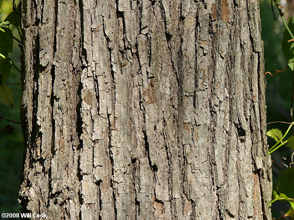 Swamp Chestnut Oak (Quercus michauxii) bark