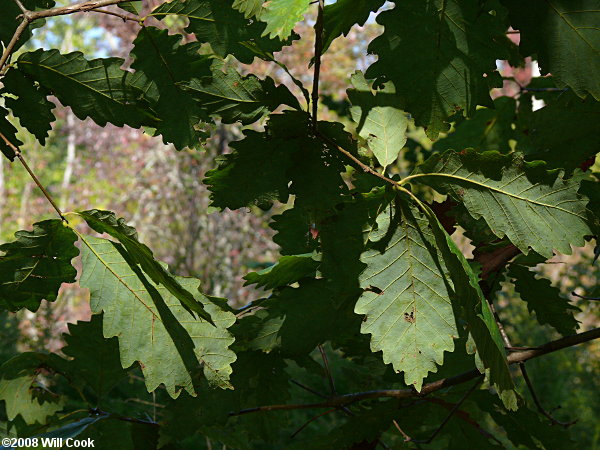 Swamp Chestnut Oak (Quercus michauxii)