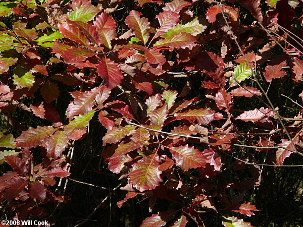 Swamp Chestnut Oak (Quercus michauxii)