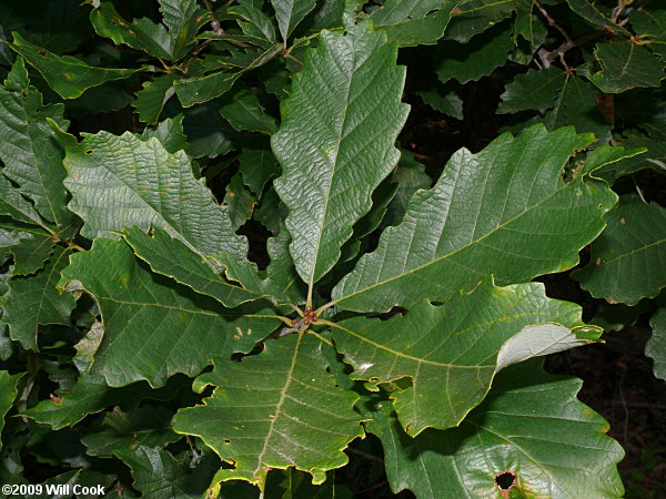 Swamp Chestnut Oak (Quercus michauxii)