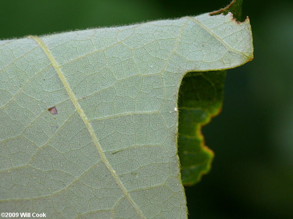 Swamp Chestnut Oak (Quercus michauxii)