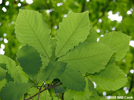 Swamp Chestnut Oak (Quercus michauxii)