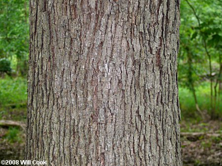 Swamp Chestnut Oak (Quercus michauxii)