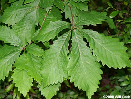 Swamp Chestnut Oak (Quercus michauxii)