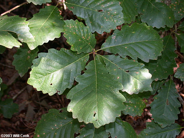 Swamp Chestnut Oak (Quercus michauxii)