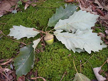 Swamp Chestnut Oak (Quercus michauxii)