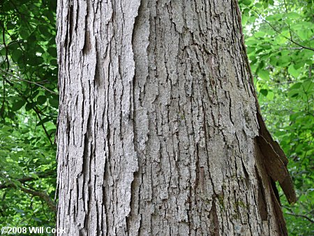 Swamp Chestnut Oak (Quercus michauxii) bark