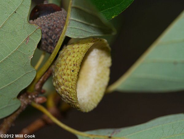 Chestnut Oak (Quercus prinus/Quercus montana) acorn cap