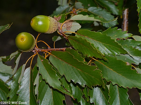 Chestnut Oak (Quercus prinus/Quercus montana) acorns