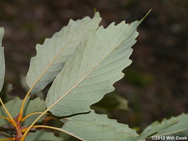 Chestnut Oak (Quercus prinus/Quercus montana) leaf underside