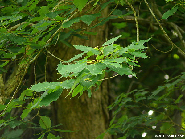 Chinkapin Oak (Quercus muehlenbergii)