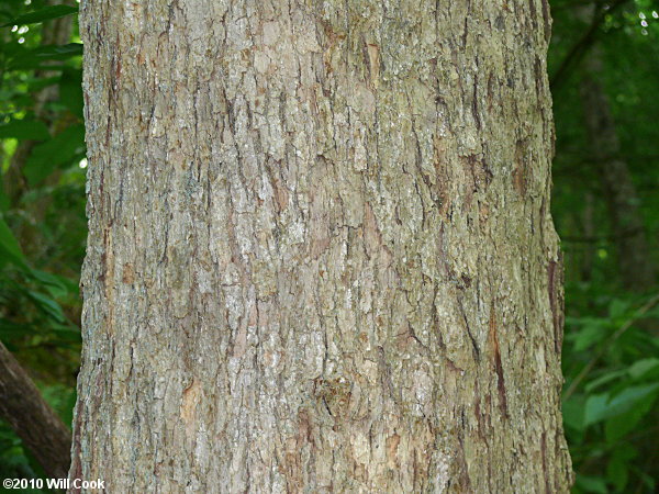 Chinkapin Oak (Quercus muehlenbergii)