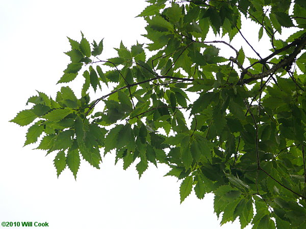 Chinkapin Oak (Quercus muehlenbergii)