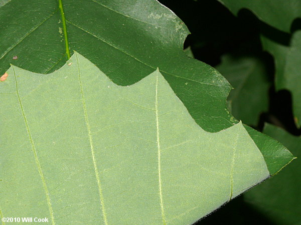 Chinkapin Oak (Quercus muehlenbergii)