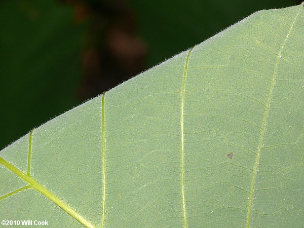 Chinkapin Oak (Quercus muehlenbergii)