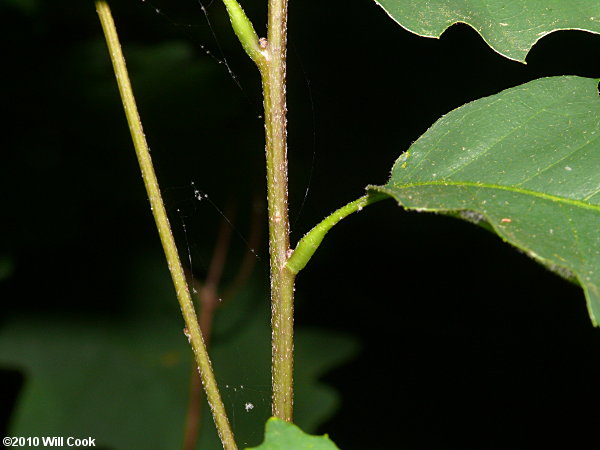 Chinkapin Oak (Quercus muehlenbergii)