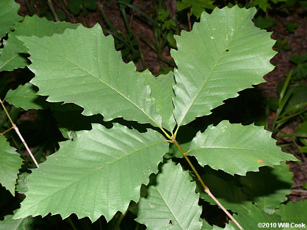 Chinkapin Oak (Quercus muehlenbergii)