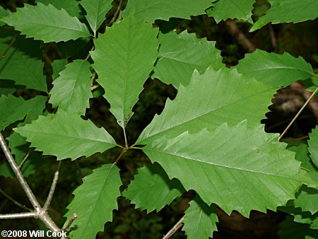 Chinkapin Oak (Quercus muehlenbergii)