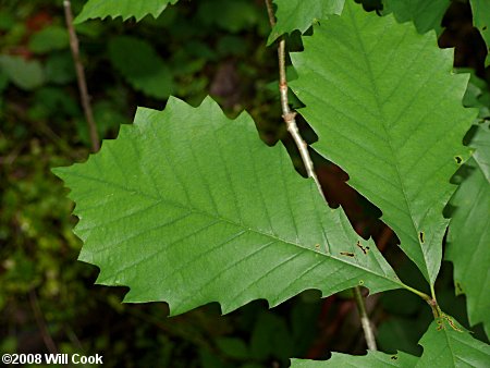 Chinkapin Oak (Quercus muehlenbergii)