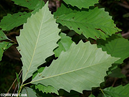 Chinkapin Oak (Quercus muehlenbergii)