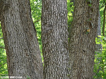 Chinkapin Oak (Quercus muehlenbergii)