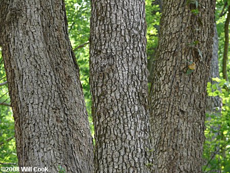 Chinkapin Oak (Quercus muehlenbergii)