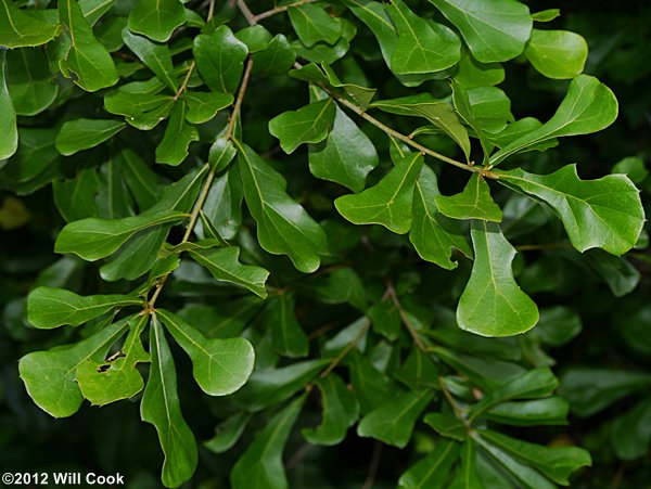 Water Oak (Quercus nigra) leaves