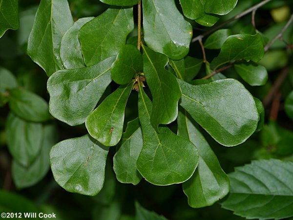 Water Oak (Quercus nigra) leaves