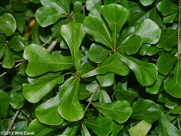 Water Oak (Quercus nigra) leaves