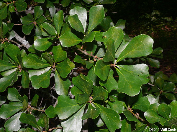 Water Oak (Quercus nigra) leaves