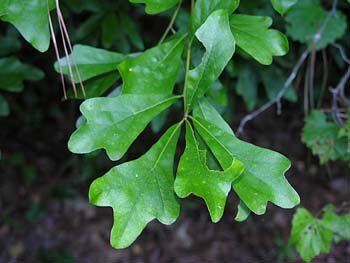 Water Oak (Quercus nigra)