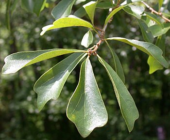 Water Oak (Quercus nigra)