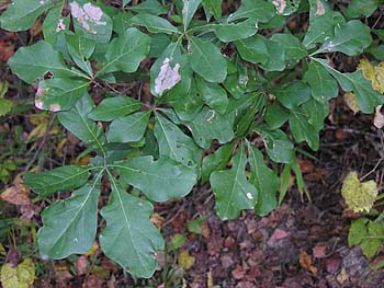 Water Oak (Quercus nigra)